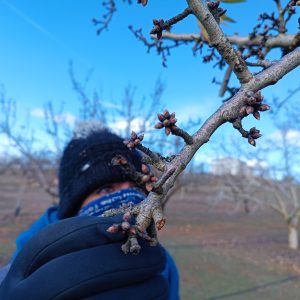 yemas almendro ecológico