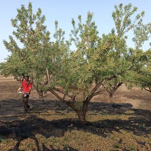 cosecha almendra ecológica